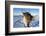 Reindeer (Rangifer Tarandus) Female, Cairngorms National Park, Scotland, United Kingdom, Europe-Ann & Steve Toon-Framed Photographic Print