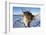 Reindeer (Rangifer Tarandus) Female, Cairngorms National Park, Scotland, United Kingdom, Europe-Ann & Steve Toon-Framed Photographic Print