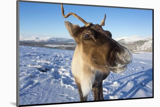 Reindeer (Rangifer Tarandus) Female, Cairngorms National Park, Scotland, United Kingdom, Europe-Ann & Steve Toon-Mounted Photographic Print