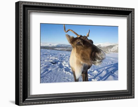 Reindeer (Rangifer Tarandus) Female, Cairngorms National Park, Scotland, United Kingdom, Europe-Ann & Steve Toon-Framed Photographic Print