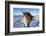 Reindeer (Rangifer Tarandus) Female, Cairngorms National Park, Scotland, United Kingdom, Europe-Ann & Steve Toon-Framed Photographic Print