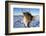 Reindeer (Rangifer Tarandus) Female, Cairngorms National Park, Scotland, United Kingdom, Europe-Ann & Steve Toon-Framed Photographic Print