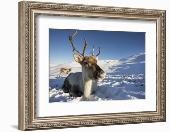 Reindeer (Rangifer Tarandus) Female, Cairngorms National Park, Scotland, United Kingdom, Europe-Ann & Steve Toon-Framed Photographic Print