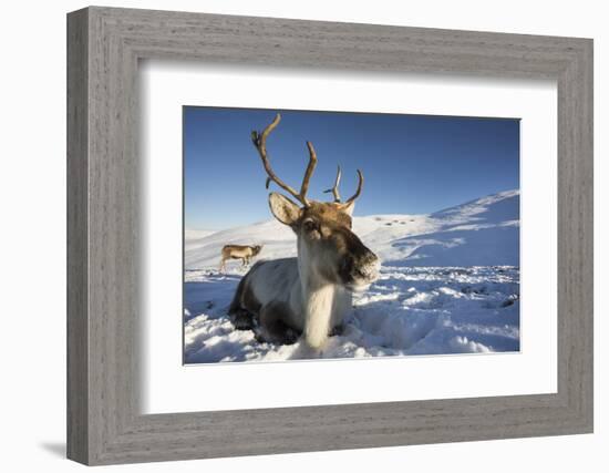 Reindeer (Rangifer Tarandus) Female, Cairngorms National Park, Scotland, United Kingdom, Europe-Ann & Steve Toon-Framed Photographic Print