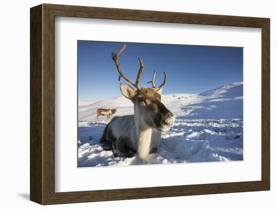 Reindeer (Rangifer Tarandus) Female, Cairngorms National Park, Scotland, United Kingdom, Europe-Ann & Steve Toon-Framed Photographic Print