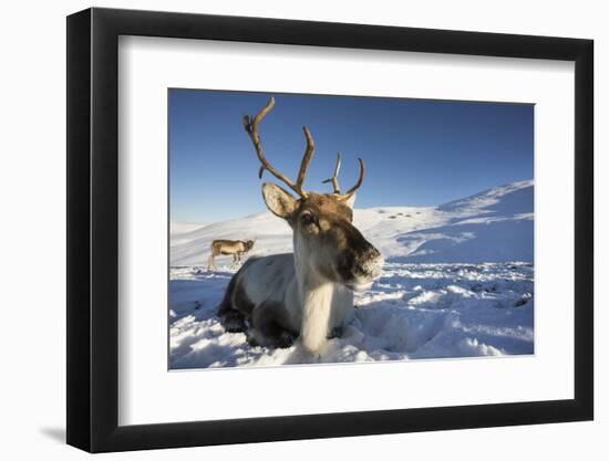 Reindeer (Rangifer Tarandus) Female, Cairngorms National Park, Scotland, United Kingdom, Europe-Ann & Steve Toon-Framed Photographic Print