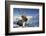 Reindeer (Rangifer Tarandus) Female, Cairngorms National Park, Scotland, United Kingdom, Europe-Ann & Steve Toon-Framed Photographic Print