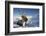 Reindeer (Rangifer Tarandus) Female, Cairngorms National Park, Scotland, United Kingdom, Europe-Ann & Steve Toon-Framed Photographic Print