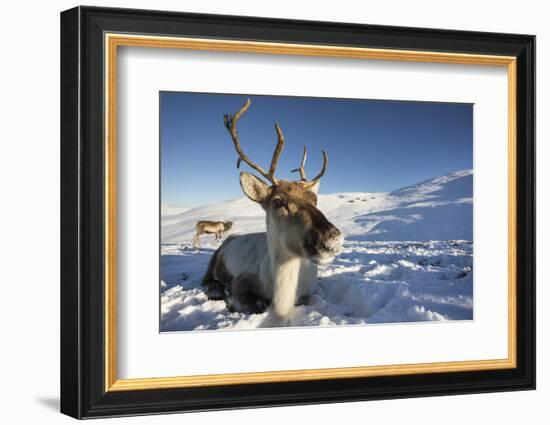 Reindeer (Rangifer Tarandus) Female, Cairngorms National Park, Scotland, United Kingdom, Europe-Ann & Steve Toon-Framed Photographic Print