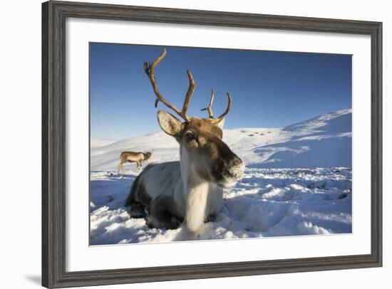 Reindeer (Rangifer Tarandus) Female, Cairngorms National Park, Scotland, United Kingdom, Europe-Ann & Steve Toon-Framed Photographic Print