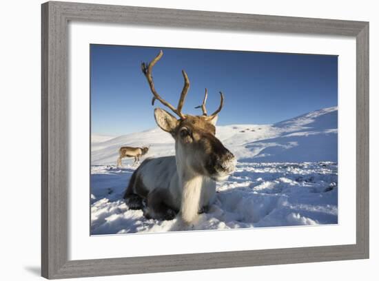 Reindeer (Rangifer Tarandus) Female, Cairngorms National Park, Scotland, United Kingdom, Europe-Ann & Steve Toon-Framed Photographic Print