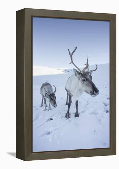 Reindeer (Rangifer Tarandus) Female with Young, Cairngorms National Park, Scotland, United Kingdom-Ann & Steve Toon-Framed Premier Image Canvas