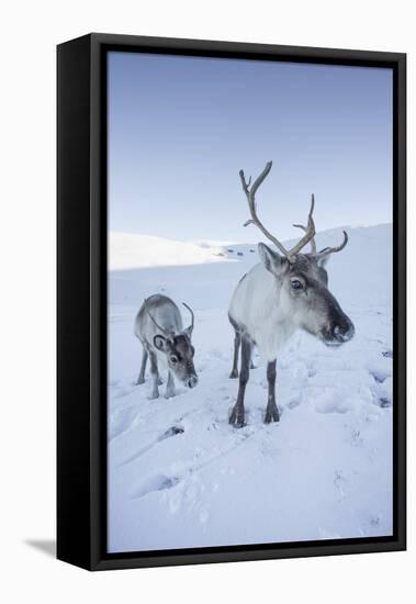 Reindeer (Rangifer Tarandus) Female with Young, Cairngorms National Park, Scotland, United Kingdom-Ann & Steve Toon-Framed Premier Image Canvas