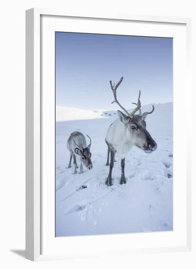 Reindeer (Rangifer Tarandus) Female with Young, Cairngorms National Park, Scotland, United Kingdom-Ann & Steve Toon-Framed Photographic Print