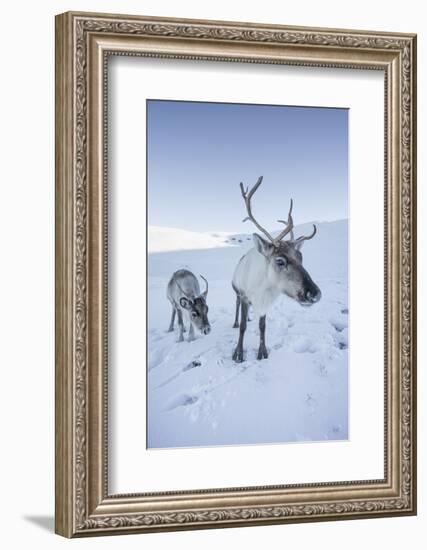 Reindeer (Rangifer Tarandus) Female with Young, Cairngorms National Park, Scotland, United Kingdom-Ann & Steve Toon-Framed Photographic Print