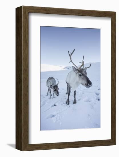 Reindeer (Rangifer Tarandus) Female with Young, Cairngorms National Park, Scotland, United Kingdom-Ann & Steve Toon-Framed Photographic Print