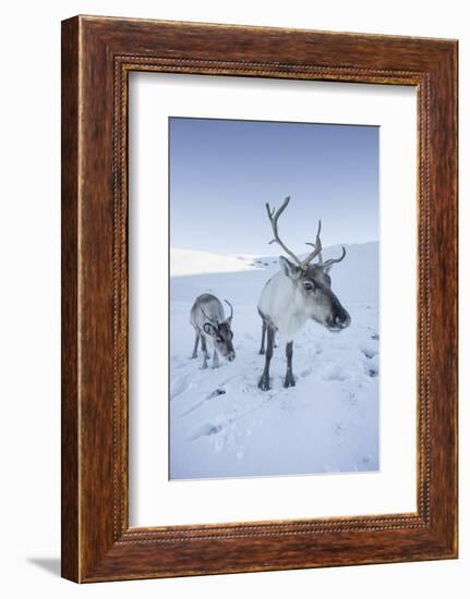 Reindeer (Rangifer Tarandus) Female with Young, Cairngorms National Park, Scotland, United Kingdom-Ann & Steve Toon-Framed Photographic Print