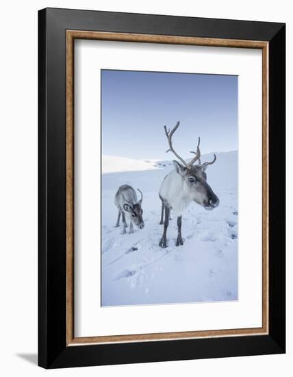 Reindeer (Rangifer Tarandus) Female with Young, Cairngorms National Park, Scotland, United Kingdom-Ann & Steve Toon-Framed Photographic Print