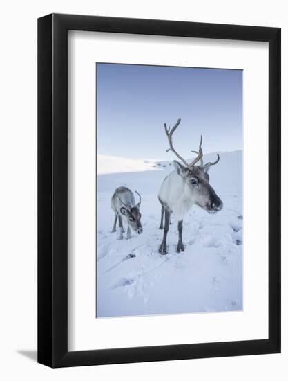 Reindeer (Rangifer Tarandus) Female with Young, Cairngorms National Park, Scotland, United Kingdom-Ann & Steve Toon-Framed Photographic Print