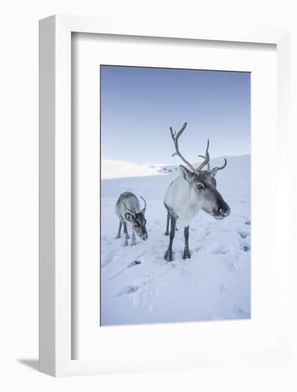 Reindeer (Rangifer Tarandus) Female with Young, Cairngorms National Park, Scotland, United Kingdom-Ann & Steve Toon-Framed Photographic Print