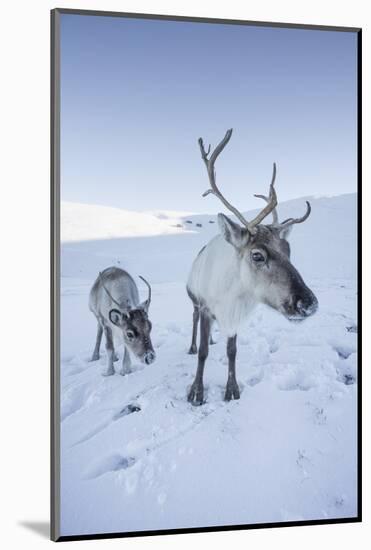 Reindeer (Rangifer Tarandus) Female with Young, Cairngorms National Park, Scotland, United Kingdom-Ann & Steve Toon-Mounted Photographic Print