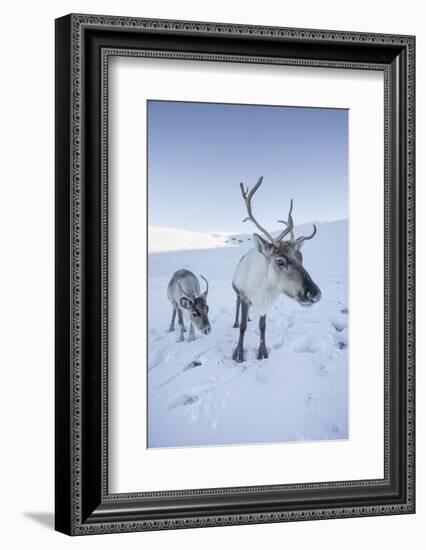 Reindeer (Rangifer Tarandus) Female with Young, Cairngorms National Park, Scotland, United Kingdom-Ann & Steve Toon-Framed Photographic Print