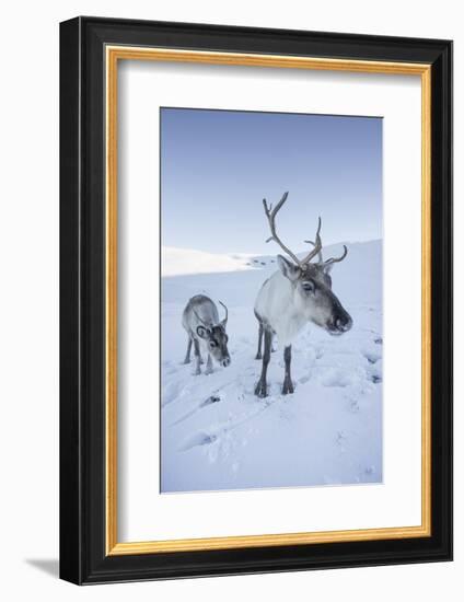 Reindeer (Rangifer Tarandus) Female with Young, Cairngorms National Park, Scotland, United Kingdom-Ann & Steve Toon-Framed Photographic Print