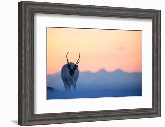 Reindeer (Rangifer tarandus) on a snowy ridge, Svalbard, Norway, April-Danny Green-Framed Photographic Print