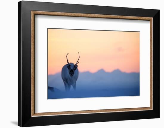 Reindeer (Rangifer tarandus) on a snowy ridge, Svalbard, Norway, April-Danny Green-Framed Photographic Print