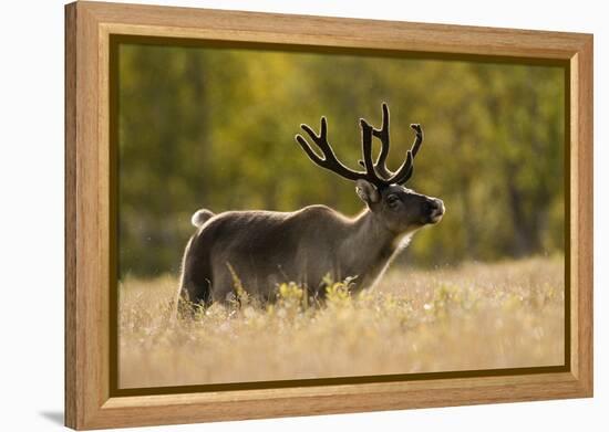 Reindeer (Rangifer Tarandus) Semi-Domesticated, Small Scale Herding by Local Sami, Sarek Np, Sweden-Cairns-Framed Premier Image Canvas