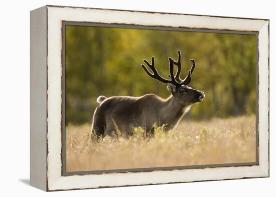 Reindeer (Rangifer Tarandus) Semi-Domesticated, Small Scale Herding by Local Sami, Sarek Np, Sweden-Cairns-Framed Premier Image Canvas