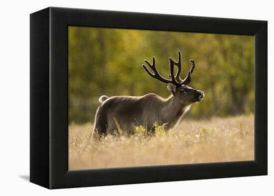 Reindeer (Rangifer Tarandus) Semi-Domesticated, Small Scale Herding by Local Sami, Sarek Np, Sweden-Cairns-Framed Premier Image Canvas