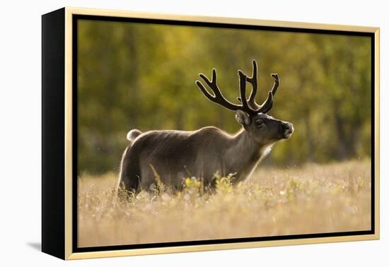 Reindeer (Rangifer Tarandus) Semi-Domesticated, Small Scale Herding by Local Sami, Sarek Np, Sweden-Cairns-Framed Premier Image Canvas