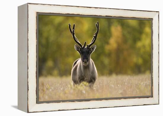 Reindeer (Rangifer Tarandus) Semi-Domesticated, Small Scale Herding by Local Sami, Sarek Np, Sweden-Cairns-Framed Premier Image Canvas