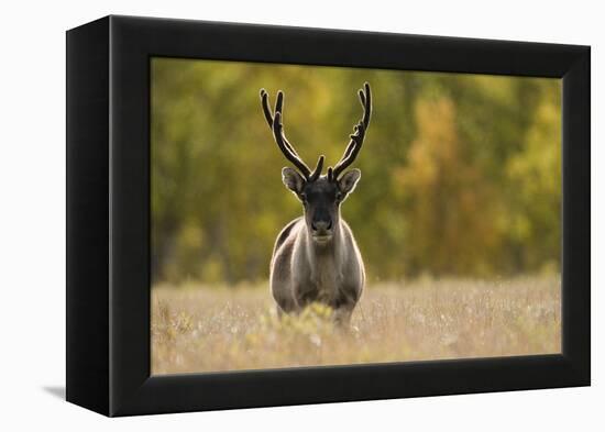 Reindeer (Rangifer Tarandus) Semi-Domesticated, Small Scale Herding by Local Sami, Sarek Np, Sweden-Cairns-Framed Premier Image Canvas