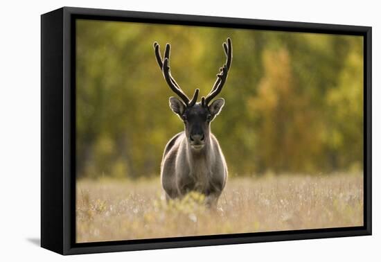 Reindeer (Rangifer Tarandus) Semi-Domesticated, Small Scale Herding by Local Sami, Sarek Np, Sweden-Cairns-Framed Premier Image Canvas