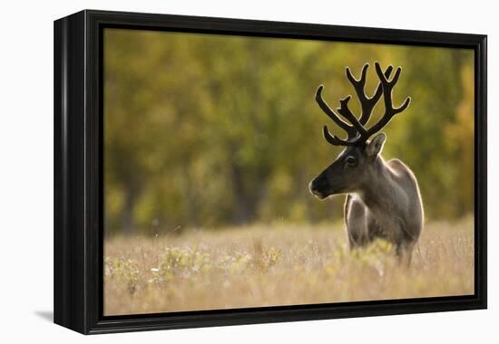 Reindeer (Rangifer Tarandus) Semi-Domesticated, Small Scale Herding by Local Sami, Sarek Np, Sweden-Cairns-Framed Premier Image Canvas