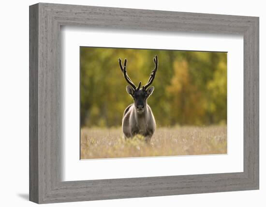 Reindeer (Rangifer Tarandus) Semi-Domesticated, Small Scale Herding by Local Sami, Sarek Np, Sweden-Cairns-Framed Photographic Print