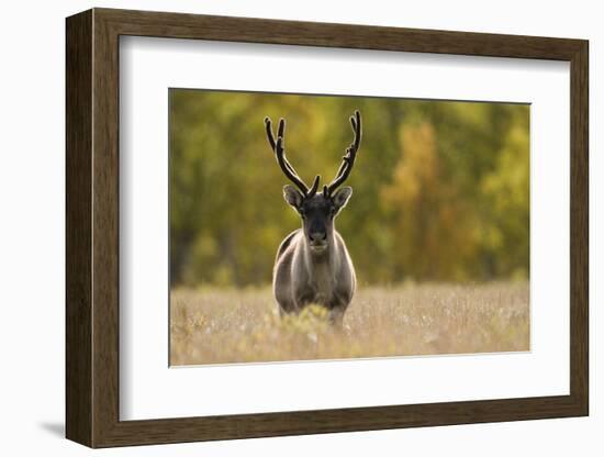 Reindeer (Rangifer Tarandus) Semi-Domesticated, Small Scale Herding by Local Sami, Sarek Np, Sweden-Cairns-Framed Photographic Print