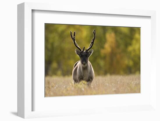 Reindeer (Rangifer Tarandus) Semi-Domesticated, Small Scale Herding by Local Sami, Sarek Np, Sweden-Cairns-Framed Photographic Print