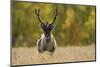 Reindeer (Rangifer Tarandus) Semi-Domesticated, Small Scale Herding by Local Sami, Sarek Np, Sweden-Cairns-Mounted Photographic Print