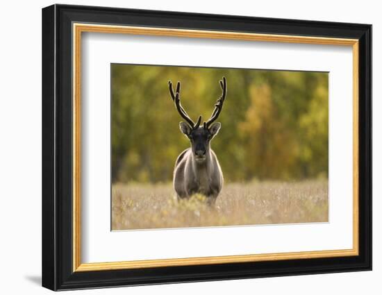 Reindeer (Rangifer Tarandus) Semi-Domesticated, Small Scale Herding by Local Sami, Sarek Np, Sweden-Cairns-Framed Photographic Print