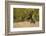 Reindeer (Rangifer Tarandus) Semi-Domesticated, Small Scale Herding by Local Sami, Sarek Np, Sweden-Cairns-Framed Photographic Print