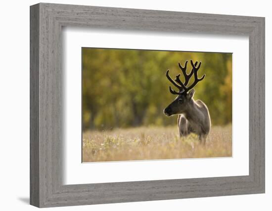 Reindeer (Rangifer Tarandus) Semi-Domesticated, Small Scale Herding by Local Sami, Sarek Np, Sweden-Cairns-Framed Photographic Print