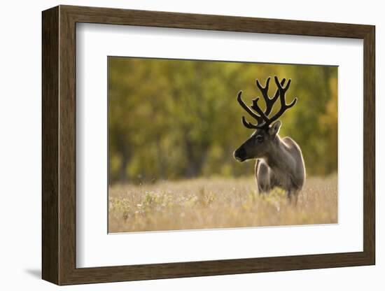 Reindeer (Rangifer Tarandus) Semi-Domesticated, Small Scale Herding by Local Sami, Sarek Np, Sweden-Cairns-Framed Photographic Print