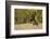 Reindeer (Rangifer Tarandus) Semi-Domesticated, Small Scale Herding by Local Sami, Sarek Np, Sweden-Cairns-Framed Photographic Print