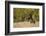 Reindeer (Rangifer Tarandus) Semi-Domesticated, Small Scale Herding by Local Sami, Sarek Np, Sweden-Cairns-Framed Photographic Print