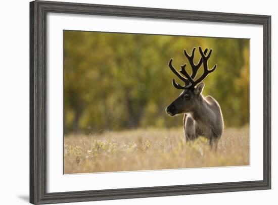 Reindeer (Rangifer Tarandus) Semi-Domesticated, Small Scale Herding by Local Sami, Sarek Np, Sweden-Cairns-Framed Photographic Print