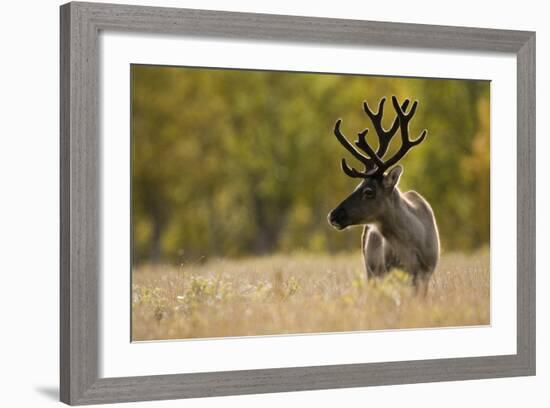 Reindeer (Rangifer Tarandus) Semi-Domesticated, Small Scale Herding by Local Sami, Sarek Np, Sweden-Cairns-Framed Photographic Print