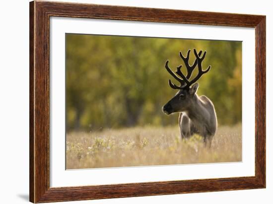 Reindeer (Rangifer Tarandus) Semi-Domesticated, Small Scale Herding by Local Sami, Sarek Np, Sweden-Cairns-Framed Photographic Print